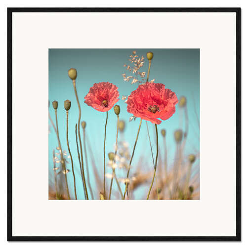 Ingelijste kunstdruk Delicate poppies under blue sky