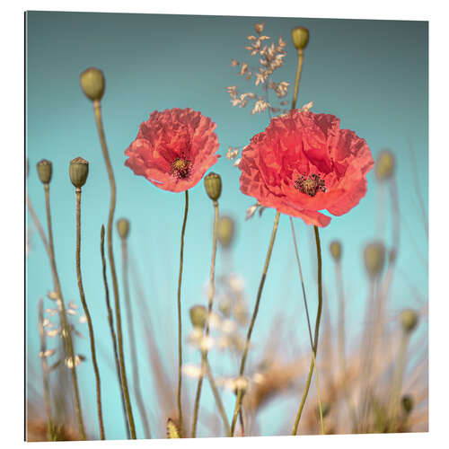 Galleriprint Delicate poppies under blue sky