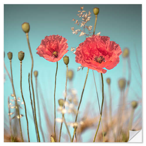 Wall sticker Delicate poppies under blue sky