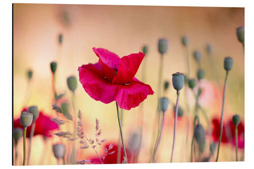 Tableau en aluminium Champ de coquelicot magique