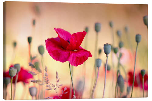 Canvas print Magic poppy field