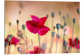 Gallery print Magic poppy field