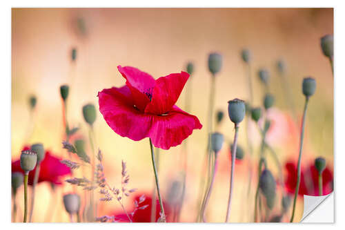 Självhäftande poster Magic poppy field