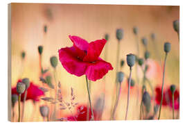 Tableau en bois Champ de coquelicot magique