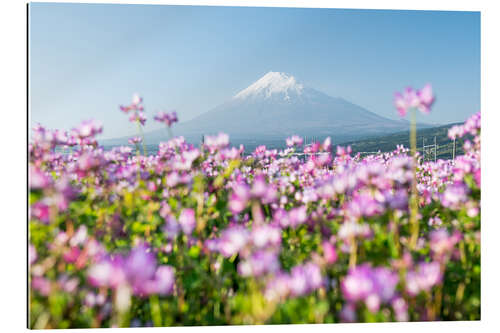 Gallery print Mount Fuji in spring