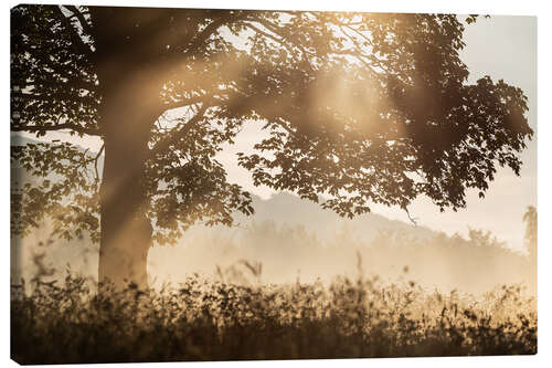 Leinwandbild Baum mit Licht