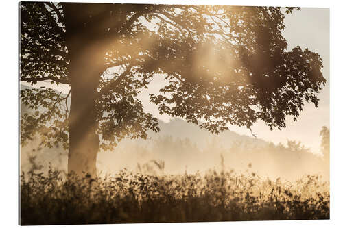 Galleritryck Tree with light