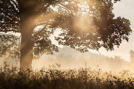 Magnettafel Baum mit Licht