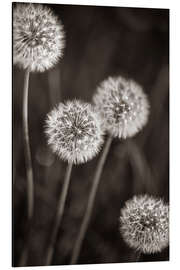 Aluminium print Dandelion Quartet