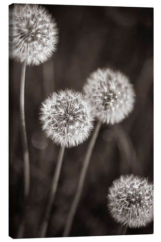 Canvas print Dandelion Quartet