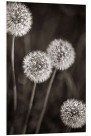 Foam board print Dandelion Quartet