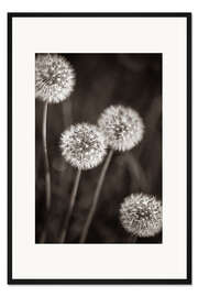 Gerahmter Kunstdruck Pusteblumen Quartett