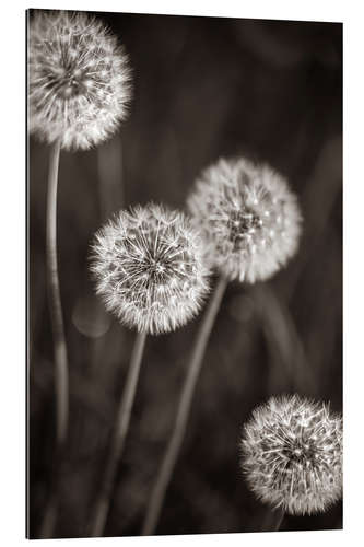 Gallery print Dandelion Quartet