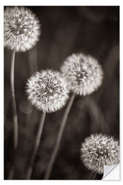 Selvklebende plakat Dandelion Quartet