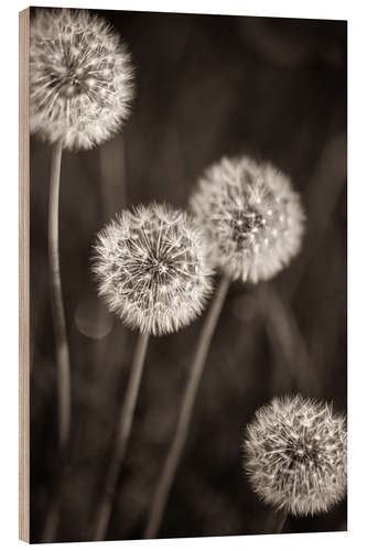 Wood print Dandelion Quartet