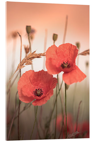 Acrylglasbild Mohnblumen im Sonnenaufgangslicht