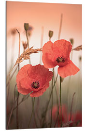 Aluminium print Poppies in the sunrise light