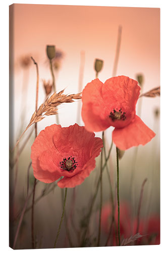 Canvas print Poppies in the sunrise light
