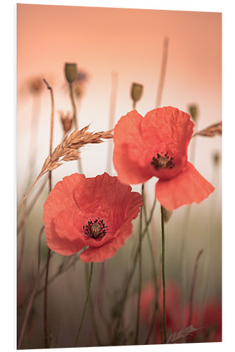 Hartschaumbild Mohnblumen im Sonnenaufgangslicht