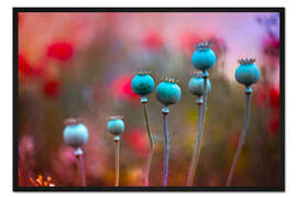 Gerahmter Kunstdruck Mohnkapseln