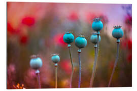 Magnettafel Mohnkapseln