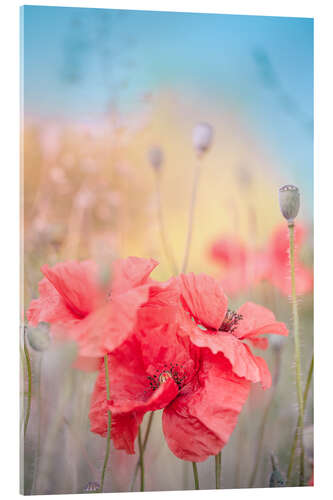 Acrylic print Poppies in the summer