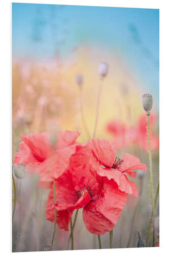 Tableau en PVC Coquelicots en été