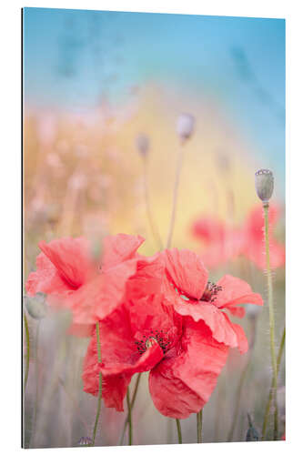 Tableau en plexi-alu Coquelicots en été