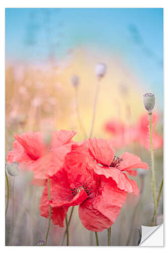 Selvklebende plakat Poppies in the summer