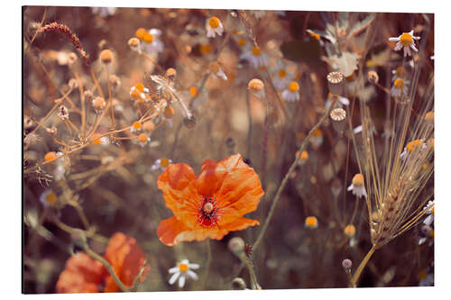 Aluminiumsbilde Wild poppy in the field