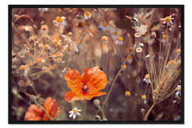 Gerahmter Kunstdruck Wilde Mohnblume im Feld