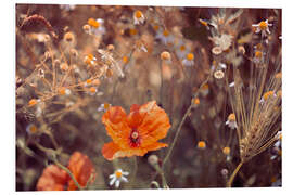 Foam board print Wild poppy in the field