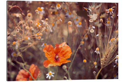 Gallery print Wild poppy in the field