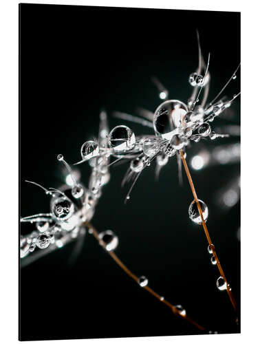 Tableau en aluminium Aigrettes de pissenlit avec des gouttes d'eau