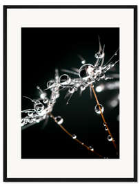 Gerahmter Kunstdruck Pusteblumenschirmchen mit Wassertropfen