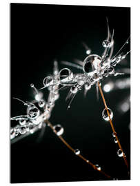 Gallery print Pusteblumeschirmchen with water drops