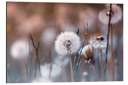 Tableau en aluminium Prairie de pissenlits