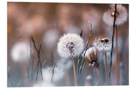 Foam board print Dandelions meadow