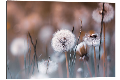 Quadro em plexi-alumínio Dandelions prado