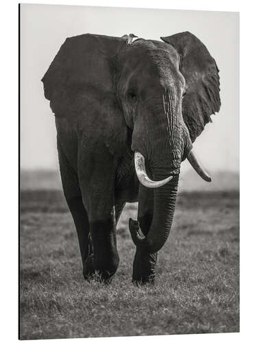 Aluminium print Portrait of an elephant