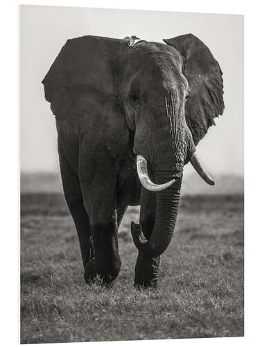 Foam board print Portrait of an elephant