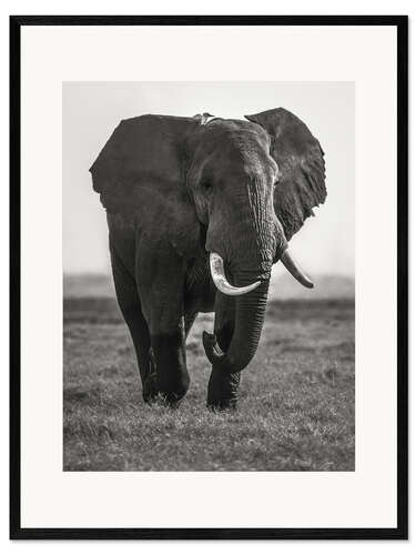 Framed art print Portrait of an elephant