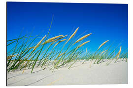 Aluminium print Dune with fine dune grass and beach grass