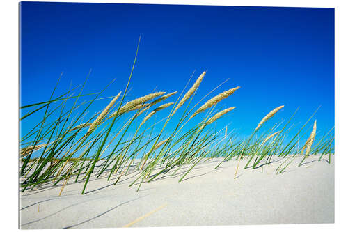 Quadro em plexi-alumínio Dune com grama de dunas e grama de praia