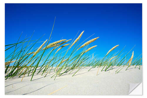 Naklejka na ścianę Dune with fine dune grass and beach grass