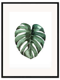 Impression artistique encadrée Philodendron (Monstera deliciosa)