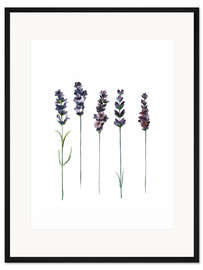 Gerahmter Kunstdruck Lavendel