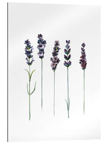 Gallery print Lavender