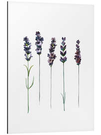 Magnettafel Lavendel