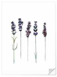 Selvklebende plakat Lavender